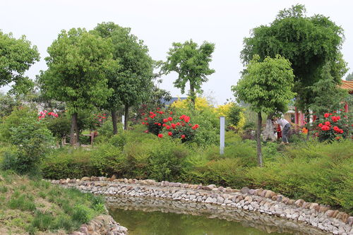 綠荷灣生態園 感恩母親節,讓愛不再止于口