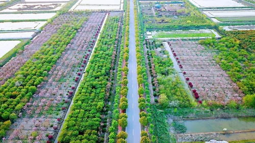 官方賞花攻略發布 荊州8條春季賞花精品線路，生態園美景盡收眼底