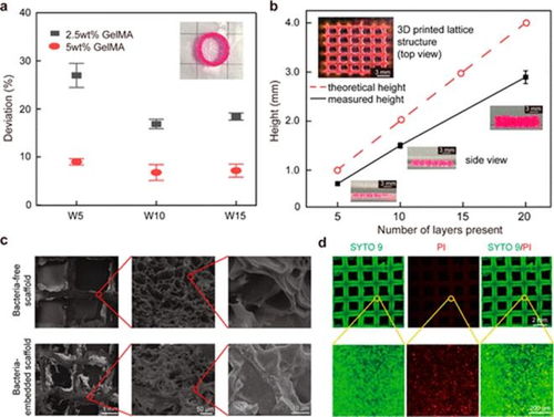 acs macro letters 中山大學(xué)岳軍團(tuán)隊 3d 生物打印明膠水凝膠 分泌透明質(zhì)酸 基活體材料